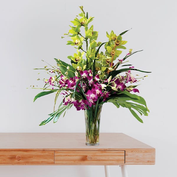 17 Tropical Fusion Orchid