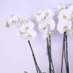 Orchid Serenity