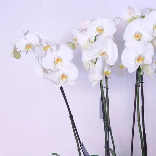 Orchid Serenity