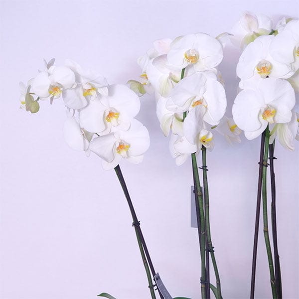 Orchid Serenity