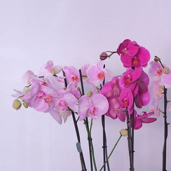Pink Velvet Orchid