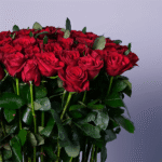 red roses