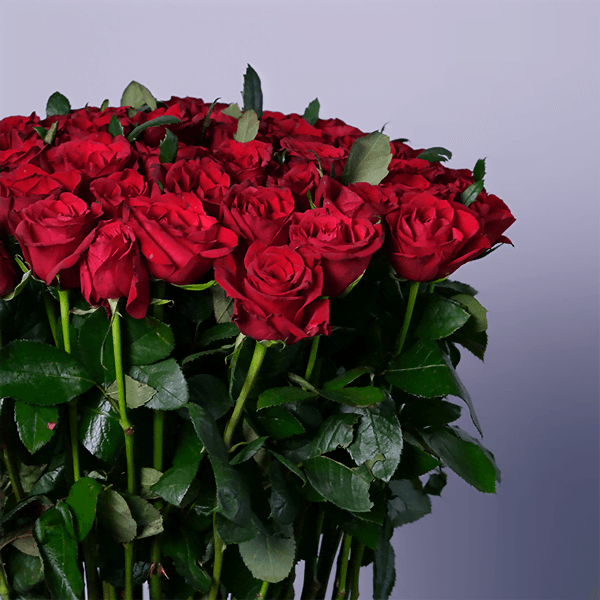 red roses