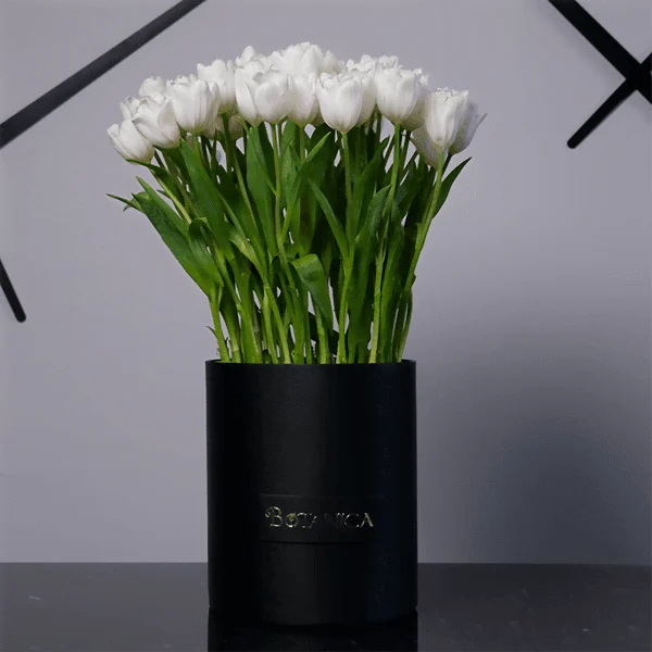 White Tulip White Tulip