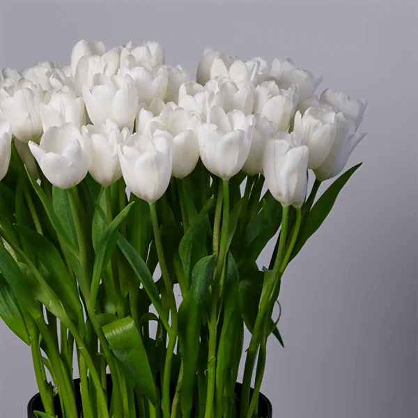 White Tulip White Tulip
