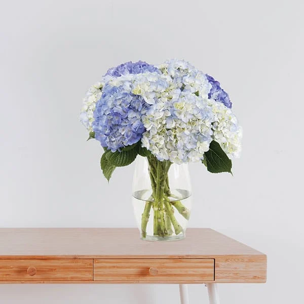 40 White and Light Blue Hydrangea Mix Bouquet