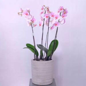 Pink Velvet Orchid