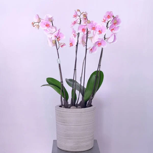 Pink Velvet Orchid