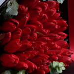 Red Tulip Elegance